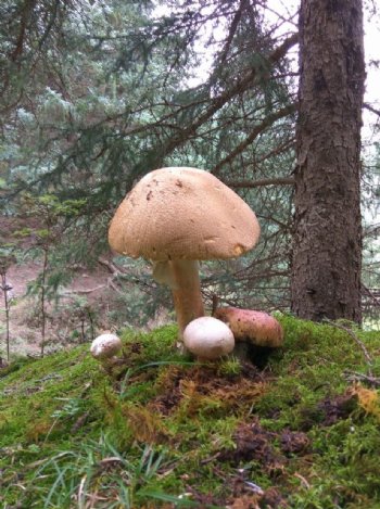野生山蘑菇