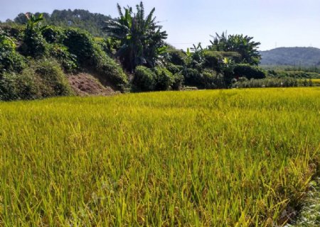成熟的稻田