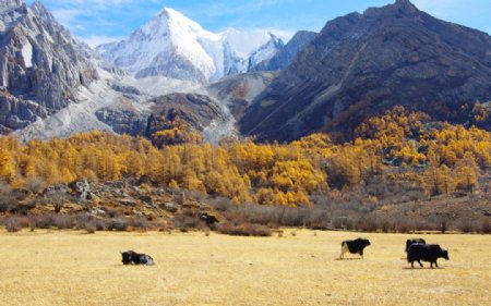 藏区牧场摄影