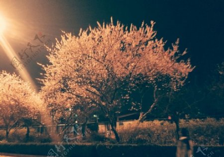 夜晚的樱花树