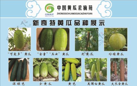 新奇特黄瓜品种展示