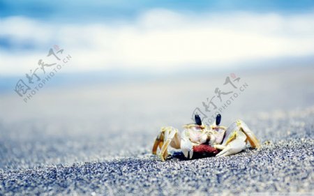 快乐的小螃蟹