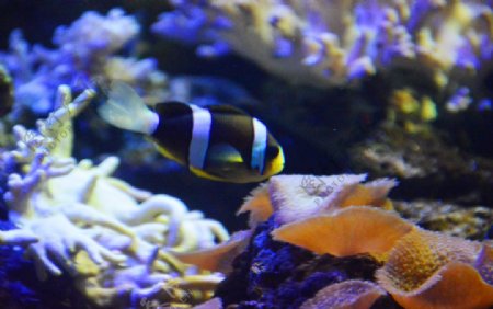 小丑鱼黑色珊瑚摄影