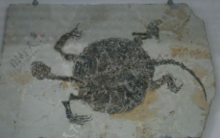 海龟化石