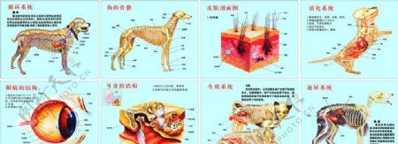 动物解剖结构狗解剖结构