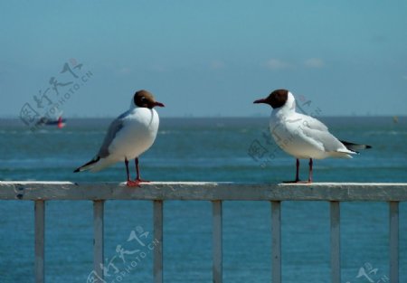 岸边两只海鸥