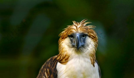 菲律宾鹰