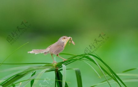 柳莺摄影