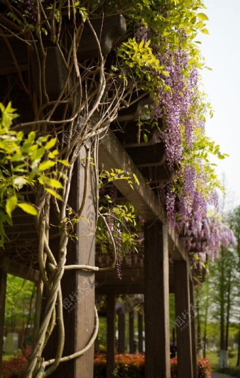 紫藤萝长廊