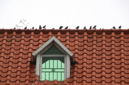 房顶上的鸟队