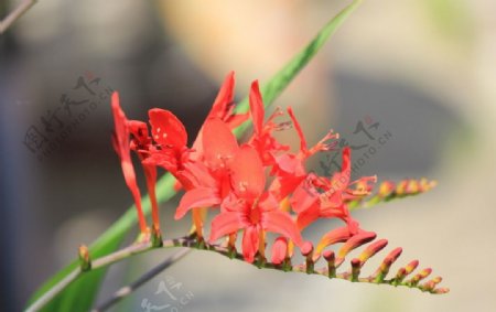 红色鹫尾花