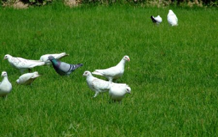 草地上的和平鸽