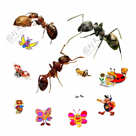 蚂蚁卡通七星瓢虫