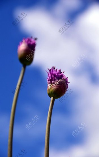 唯美紫色花朵特写