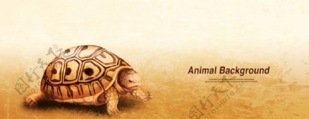 陆龟动物海报背景