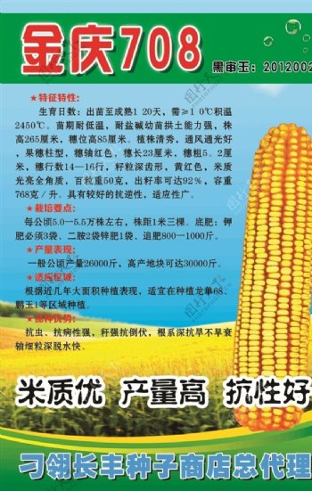 金庆708玉米