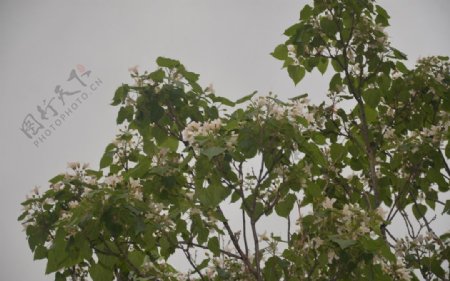梓树的花