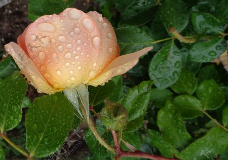 雨后粉色玫瑰花