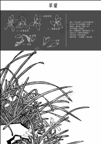 中国工笔画草兰花