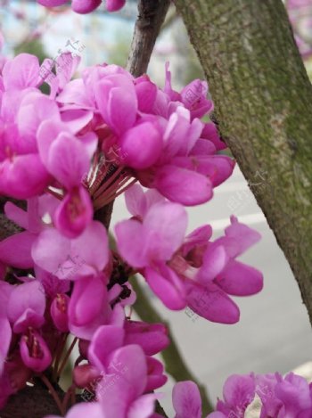 紫荆花丁香花