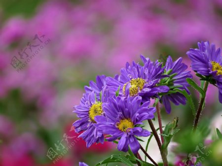 紫色翠菊