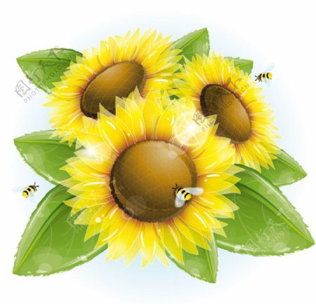 葵花与蜜蜂矢量素材
