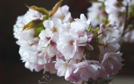 樱花特写樱花