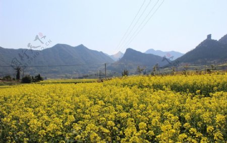 油菜花