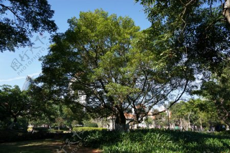 厦门大学校园树