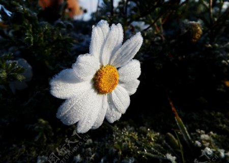 冬季白色花朵
