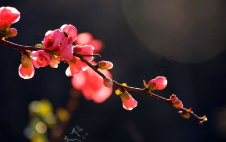 日本海棠花