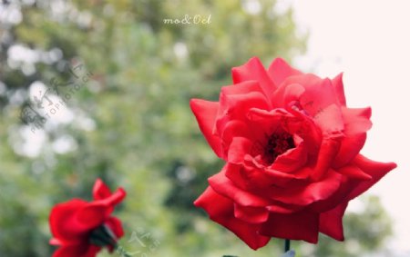 红色玫瑰月季