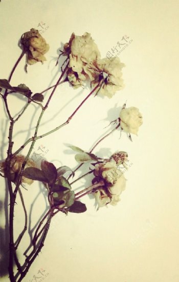 枯萎的花朵