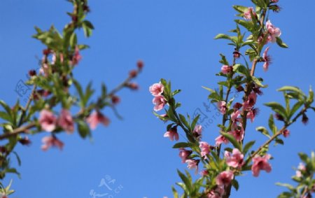 桃花树枝