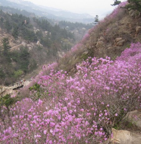 杜鹃花