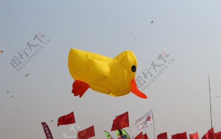 风筝节大黄鸭