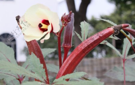 红秋葵