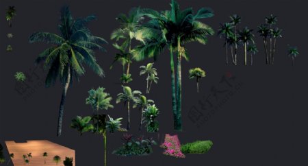 各种椰子树
