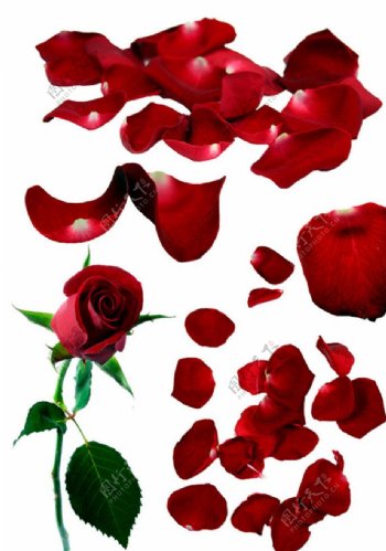 情人节玫瑰花瓣红玫瑰花