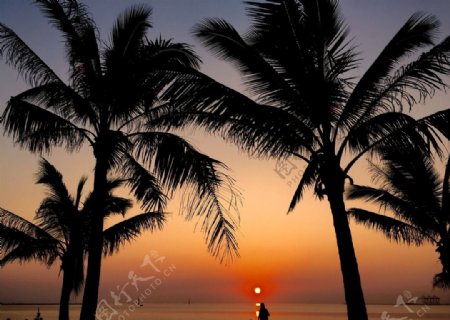 海南岛日落下的椰树