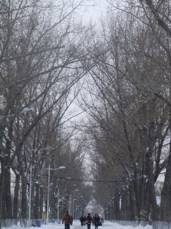 冬天雪天林荫走道