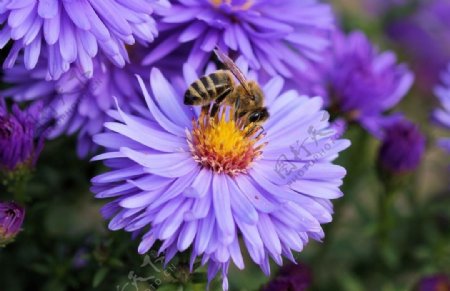紫菊与蜜蜂