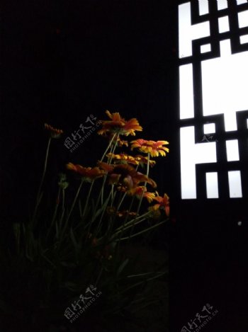 黑夜里的山菊