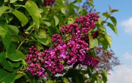 紫丁香花