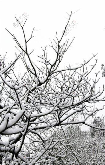 冬天的雪树
