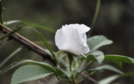 高清白色野花