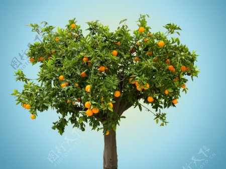 一颗橙子树