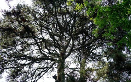 松树树冠