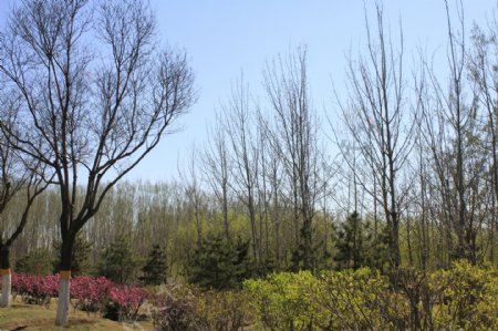 春天公园树木