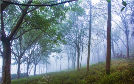 雨天树木迷雾森林